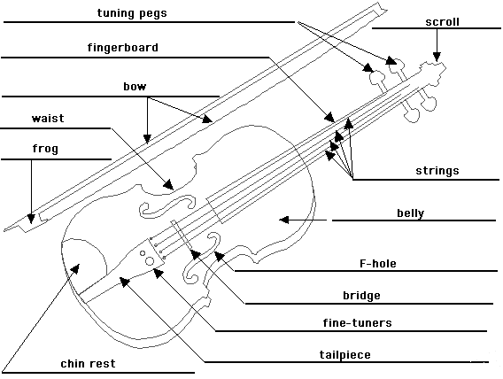Parts of a Viola